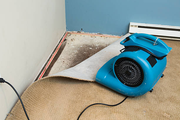 Best Water damage cleanup near me  in Lincoln Park, MI